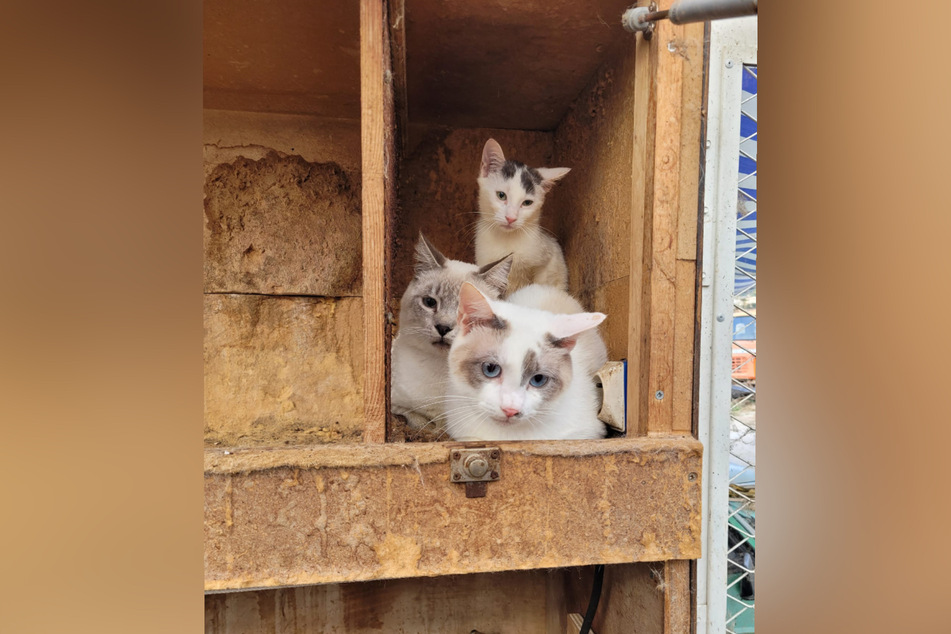 Insgesamt 38 Katzen konnten aus den schlimmen Lebensbedingungen befreit werden.