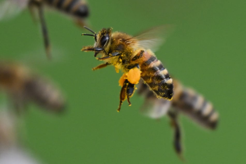 Bienen arbeiten mit Pollen - für Allergiekranke keine gute Therapie.