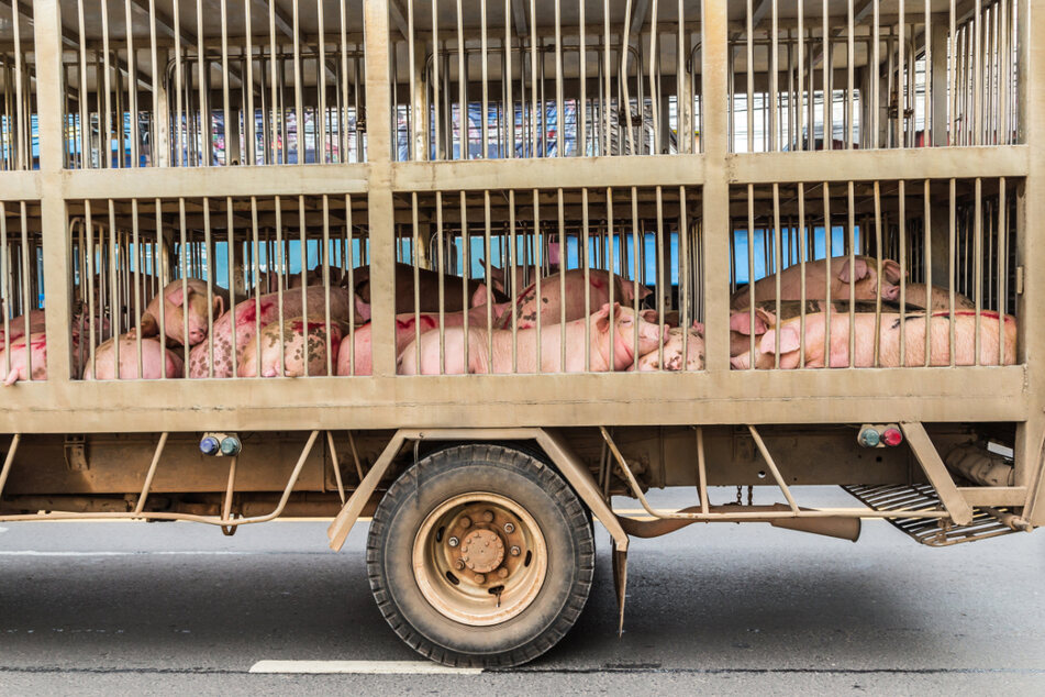 Deutschlands größte Tierrechtsorganisation PETA fordert ein generelles Verbot von kommerziellen Tiertransporten.