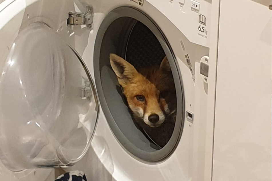 Natasha Prayag was left speechless. A fox looked at her from her washing machine.