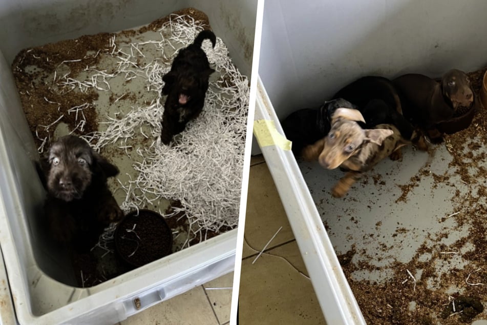 Gerade die kleinen Hunderassen und Welpen wurden in enge Plastikboxen gesperrt, in denen sie oftmals zu viert oder fünft zusammenleben mussten.