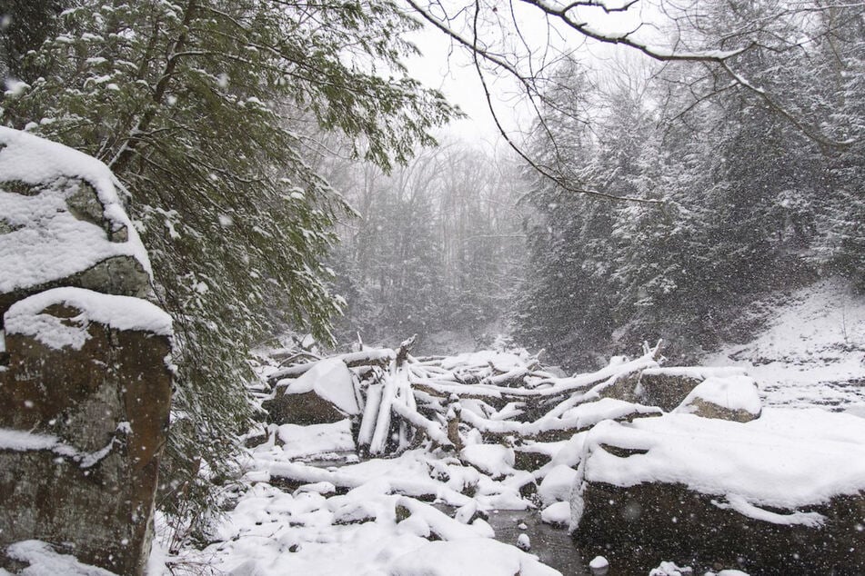 In den Cleveland Metroparks hat es inzwischen geschneit. Für den Fischermarder ist das kein Problem.