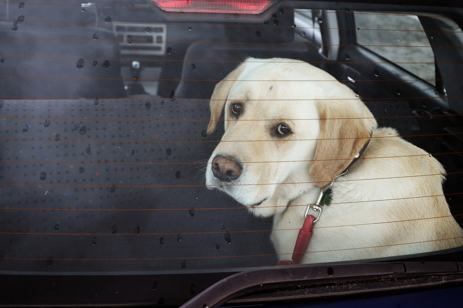 Gerade Hunde werden gern mal im Auto gelassen, wenn Herrchen oder Frauchen schnell etwas erledigen müssen. Im Sommer kann dies den Fellnasen jedoch ebenso schnell zum Verhängnis werden.