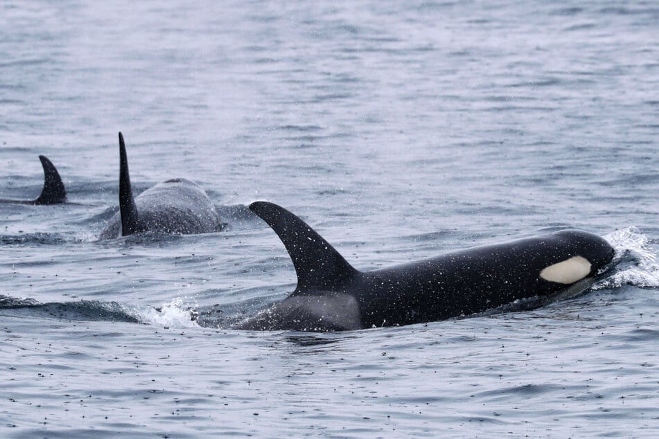 Seit 2020 kommt es immer wieder zu Interaktionen von Orcas und Segelschiffen.