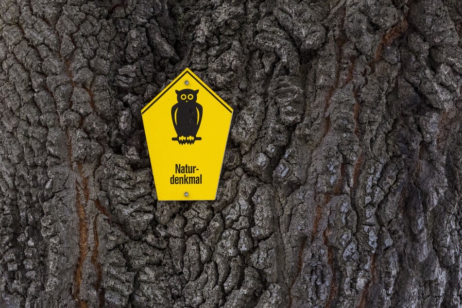 Der Baum ist geschützt.