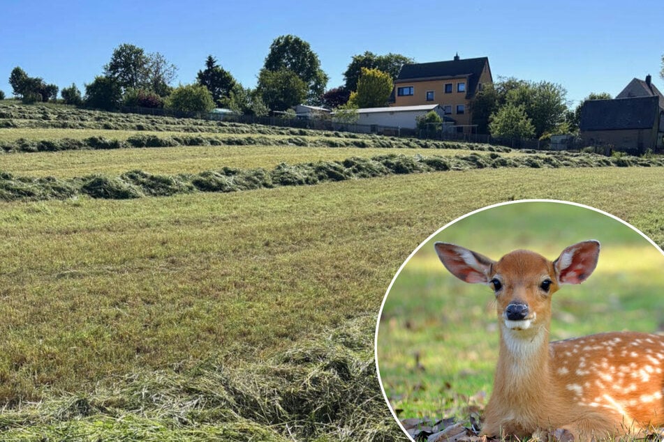 Nach Massaker mit elf toten Rehen: Tierschützer stellen Anzeige