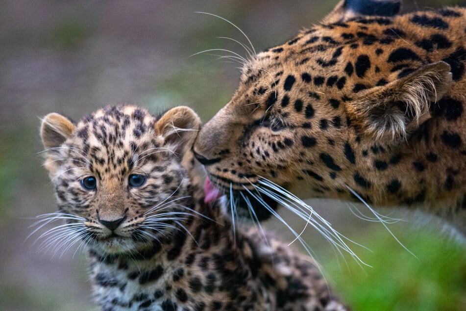 Vor etwa einem Jahr war Manju noch ganz klein. Nun macht die Leopardin einen großen Schritt in Richtung Selbständigkeit. (Archivbild)