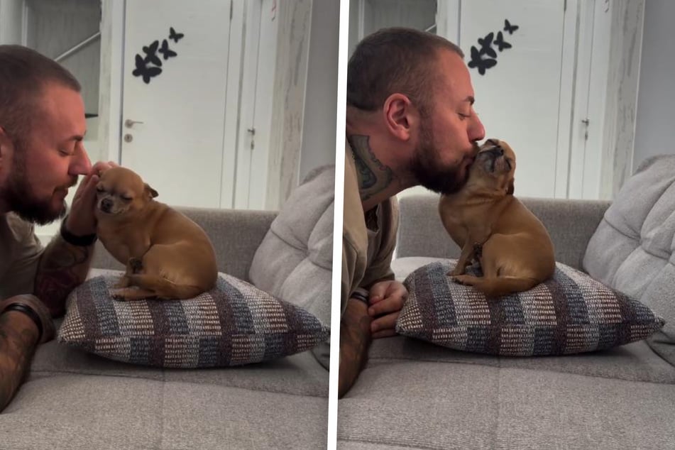 Tiny Chihuahua has a big reaction to her owner's kisses!