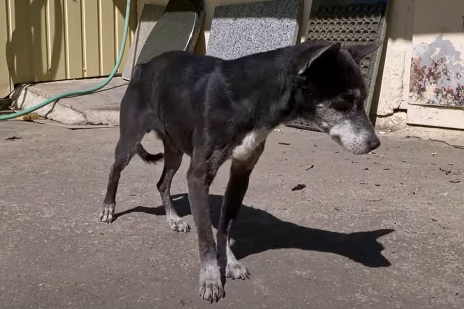 Ukrainerin rettet Hund, der Angriff überlebt hat: Dann macht sie eine tragische Entdeckung