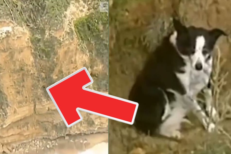 Es ist noch immer völlig unklar, wie der Hund an diese Stelle der Klippe geraten ist.
