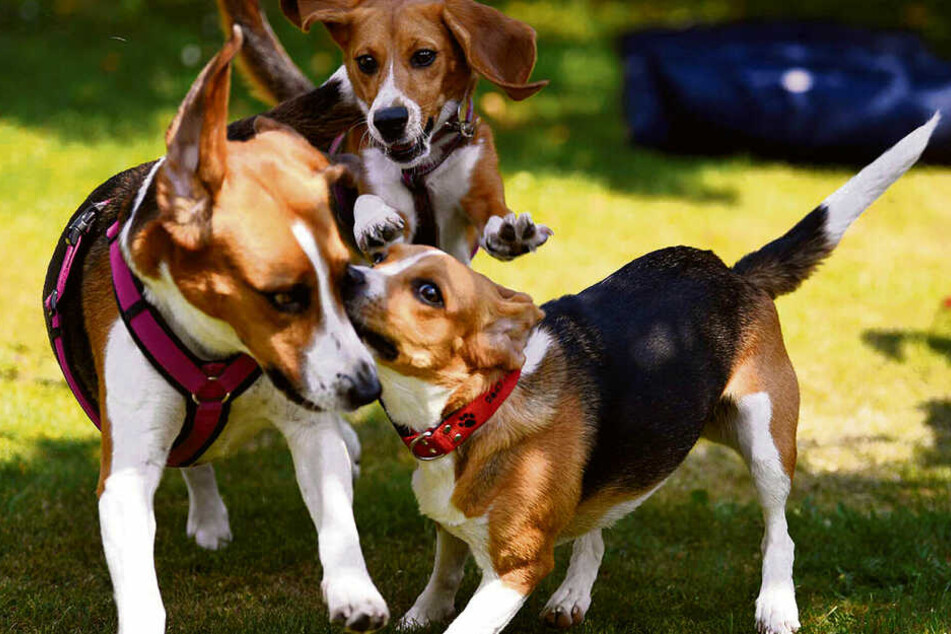 Dieses Foto stammt von einem Laborbeagle-Treffen. Alle Tiere waren in ihrem "ersten Leben" Versuchs-Tiere.