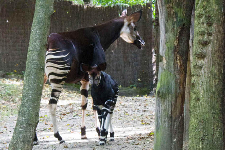 Fast zwei Monate dauerte es bis sich Okapi-Nachwuchs Kala ins Außengehege traute.