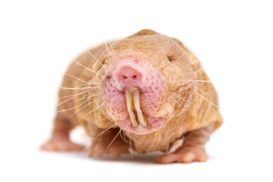 So wie Menschen besitzen auch Nacktmulle Dialekte und können sich anhand dieser in ihren Kreisen verständigen und wieder erkennen. (Symbolfoto)