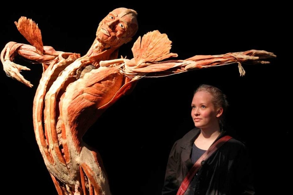Eine Besucherin betrachtet das Plastinat "Der Spitzentänzer".