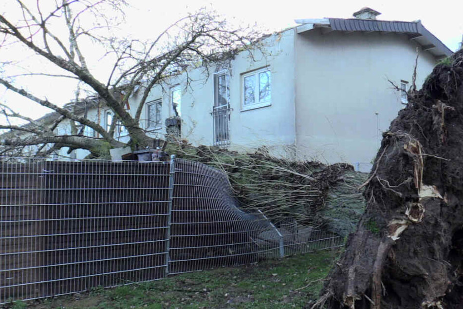 Im Wittenberger Weg wurde das Dach eines Wohnhauses durch einen entwurzelten Baum in Mitleidenschaft gezogen.