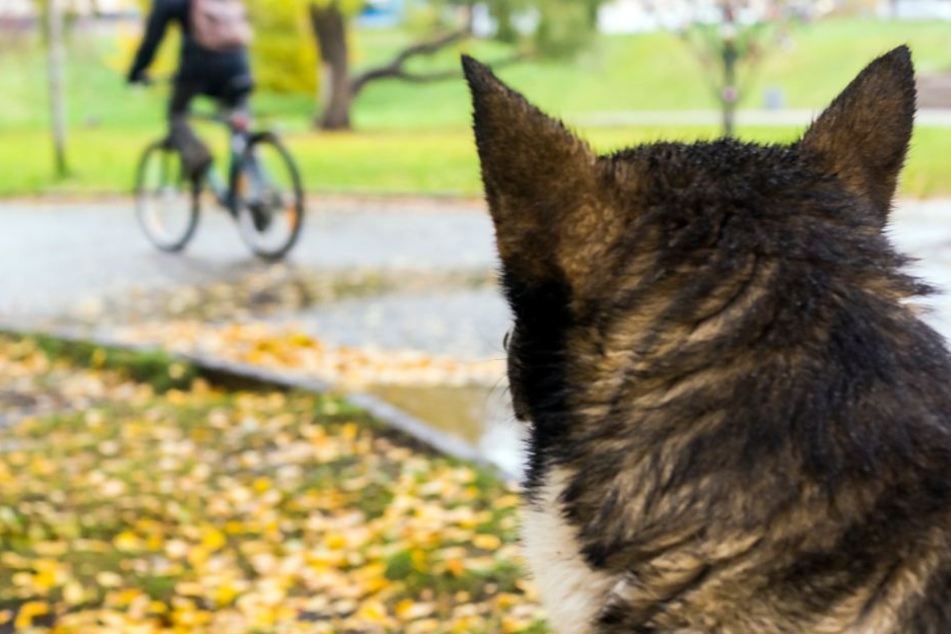 Einer der Hunde brachte den Radfahrer zu dem tödlichen Sturz. (Symbolbild)