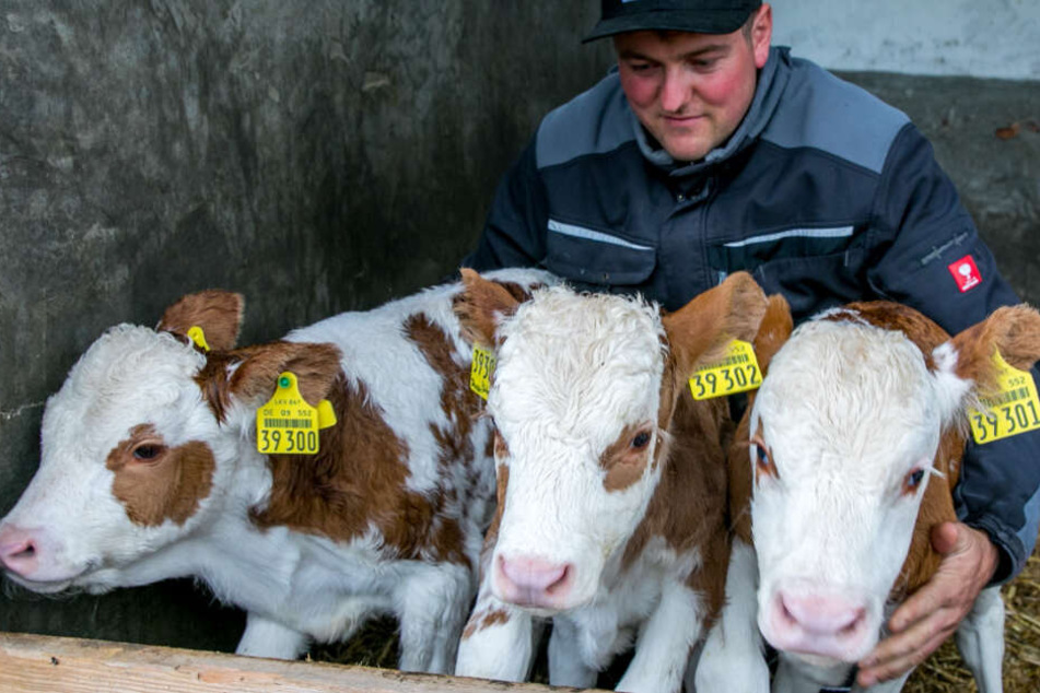 Landwirt Simon Hartmann kümmert sich um die Drillinge.