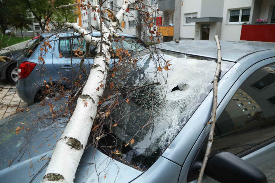 Ein Baum stürzte auf gleich zwei Skodas in Dresden Gorbitz.