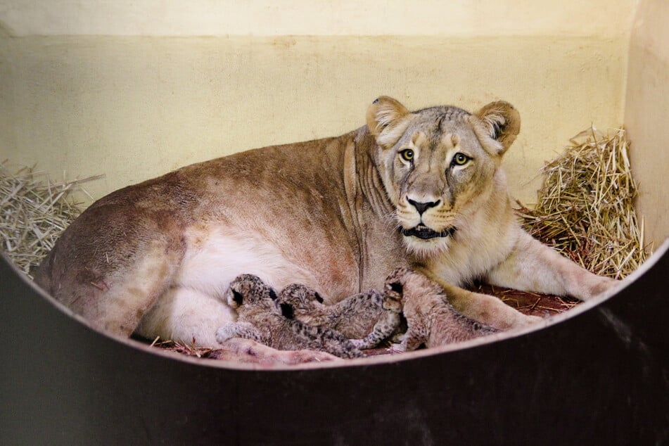 Löwenmama Bastet und die drei kleinen Welpen.
