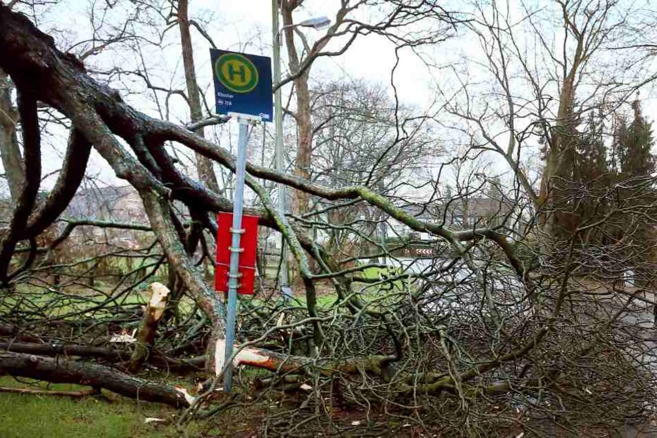 Zahlreiche Bäume wurden von dem Sturmtief "Bennet" rausgerissen.