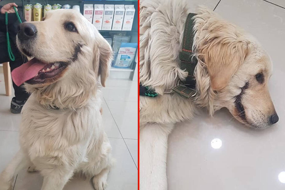 Tierquäler hatten dem Hund einen "Joker"-Mund ins Gesicht geritzt.