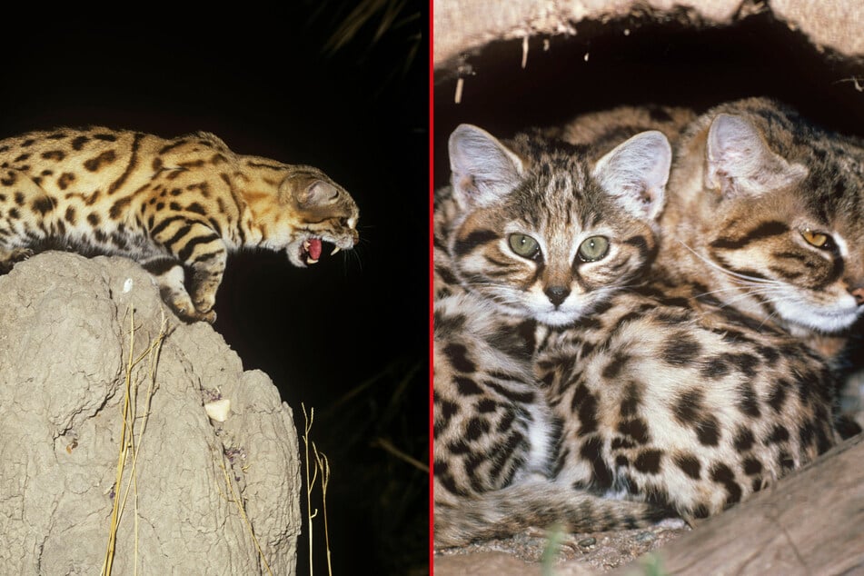 The deadliest cat in the world is also one of the cutest and smallest.