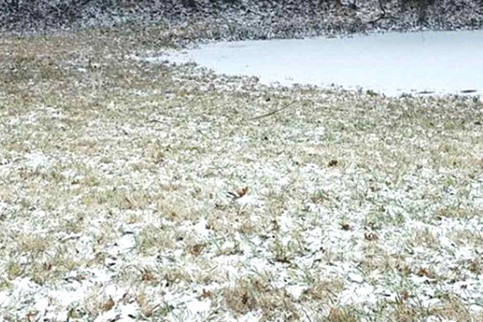 Auf diesem Bild spielt ein Husky im Schnee. Wer findet ihn?