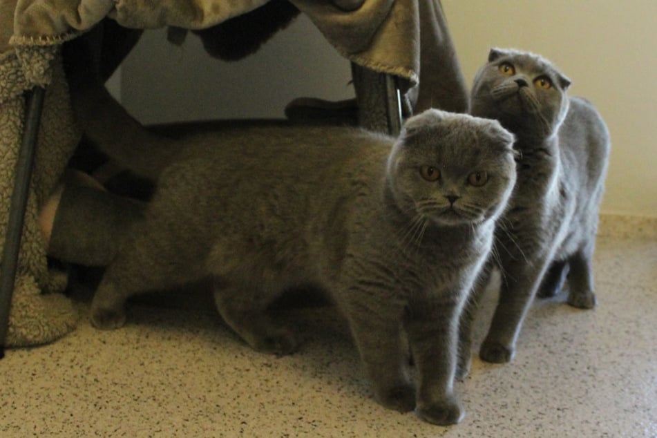 Die beiden Katzen verstehen sich sogar mit Hunden gut und könnten zu einer Familie mit Kindern ziehen.