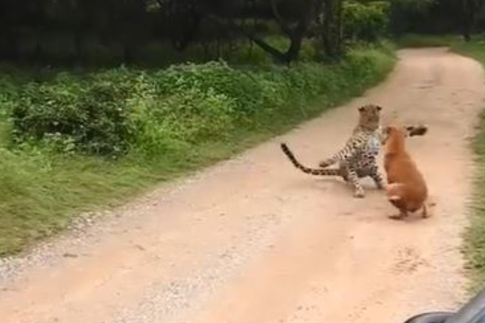 Leopard steht plötzlich vor Hund: Was dann passiert, überrascht selbst die Raubkatze