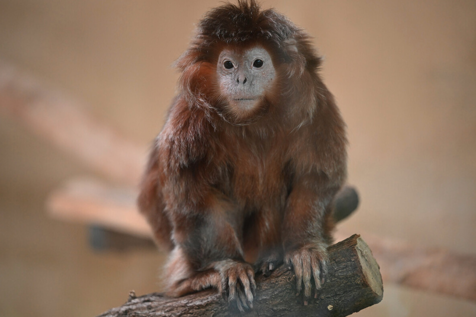 Evi lebte einige Jahre im Kölner Zoo, musste jedoch mit fast 33 Jahren eingeschläfert werden.