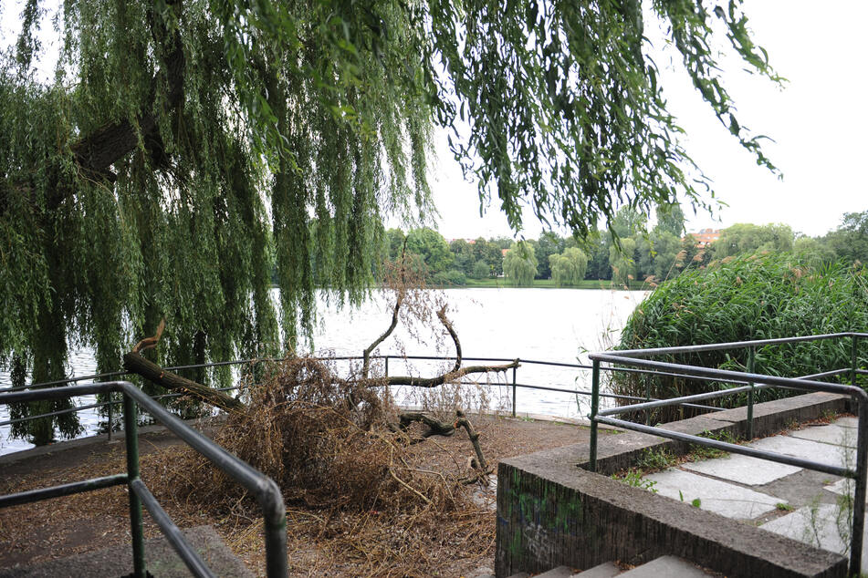 Am Schäfersee in Berlin-Reinickendorf ist das Schwanen-Paar seit langem Zuhause. (Archivbild)