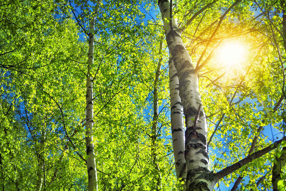 Robert Frost's poem Birches inspired our editor to get into writing and poetry.