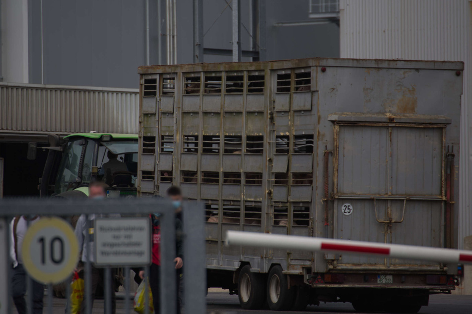 Beim Verladen der Tiere sollen Westfleisch-Mitarbeiter Elektroschocker gegen die Schweine eingesetzt haben.