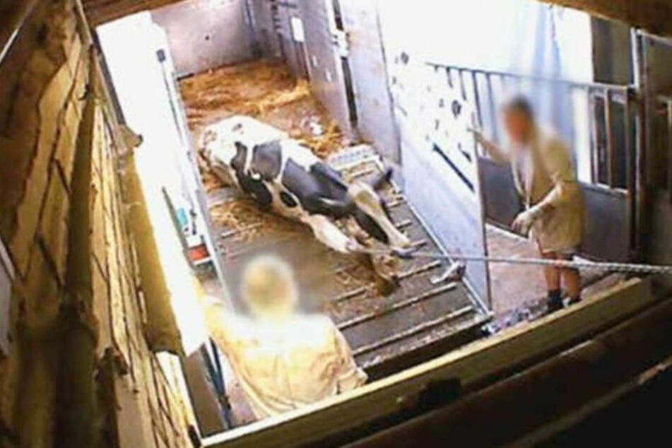 Ein krankes Rind wird mit einer Seilwinde vom Transporter gezerrt.