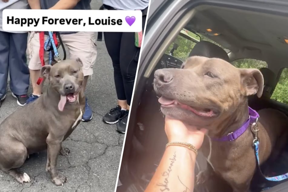 Después de 640 días en el refugio para animales: La perra Louise encuentra finalmente su felicidad