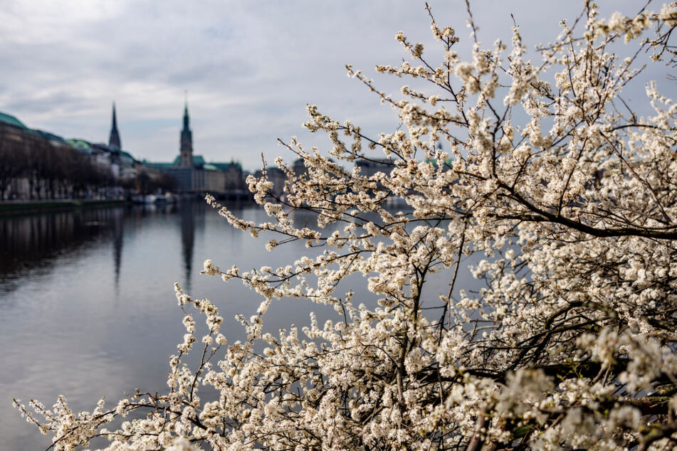 Die Natur in Hamburg hat bereits auf Frühling geschaltet und die ersten Bäume sowie Pflanzen blühen.