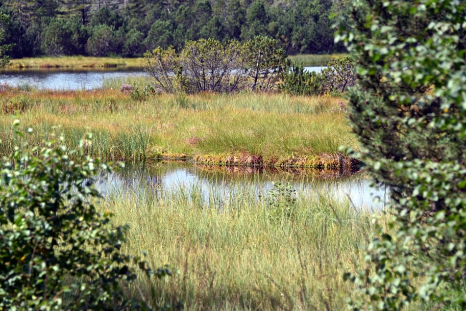 Blick auf den Hohlohsee mit seinem Moor im Naturschutzgebiet Kaltenbronn.