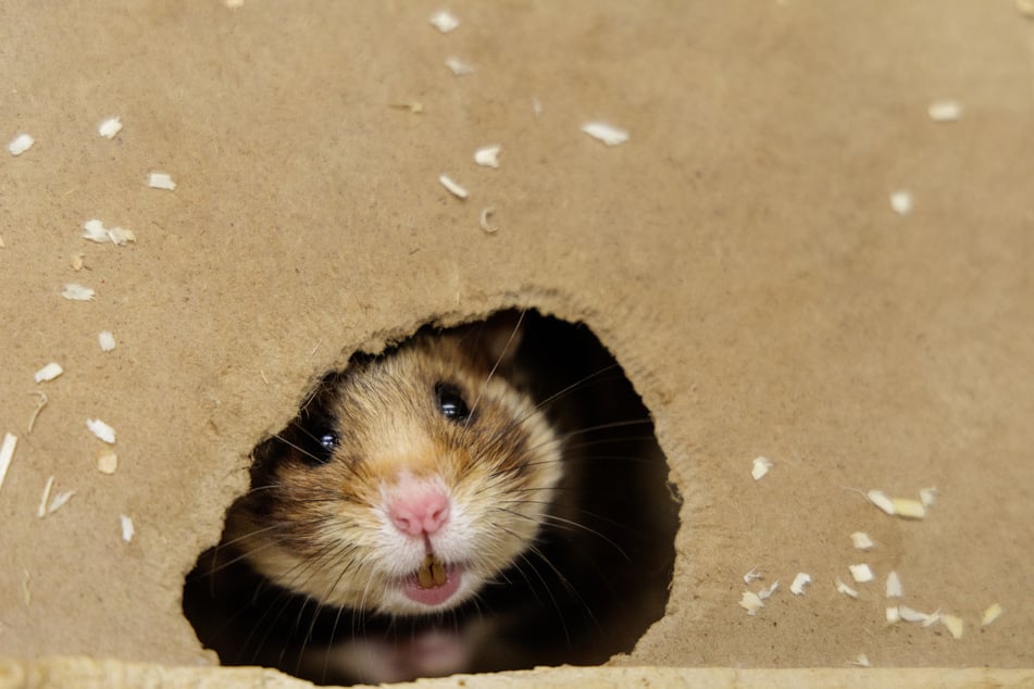 Die ersten Feldhamster des Jahres sind im NRW-Artenschutzzentrum geboren worden.