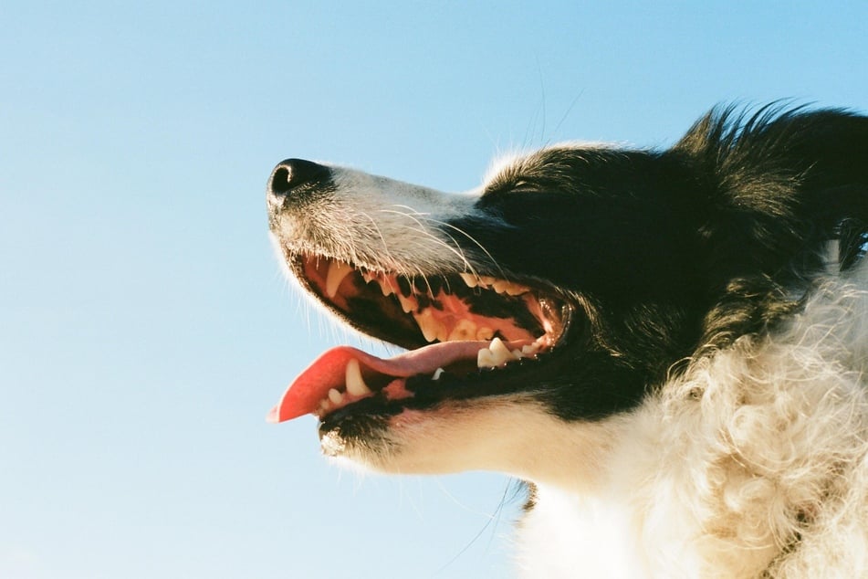 Hat Dein Hund Mundgeruch, ist er vielleicht krank. In jedem Fall sollte ein Tierarzt aufgesucht und der Mundraum kontrolliert werden.