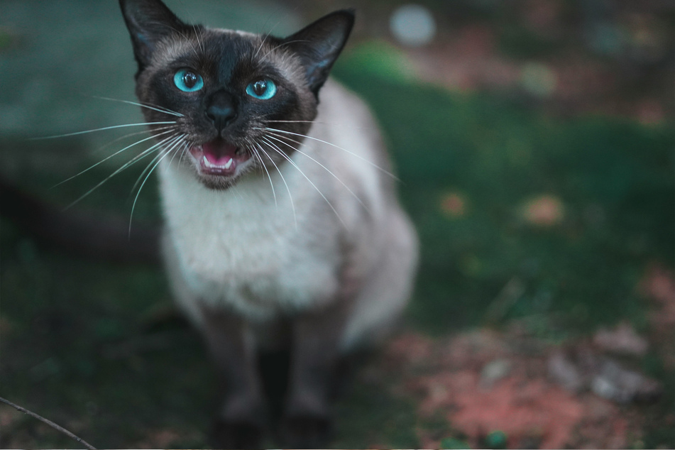 Siamese cats are beloved, but they can be pretty grumpy.