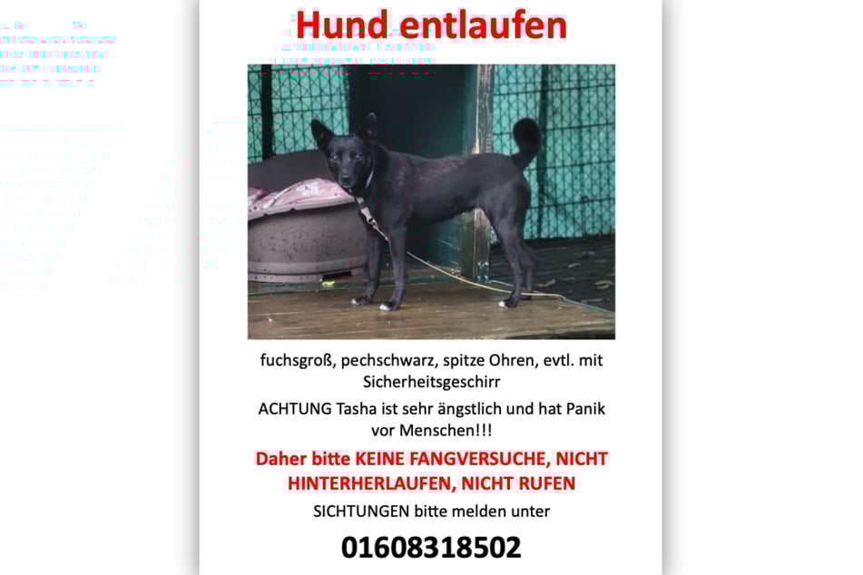 Mit diesem Flyer sucht der Tierschutzverein "Hoffnung für Tiere‘" nach Tasha.