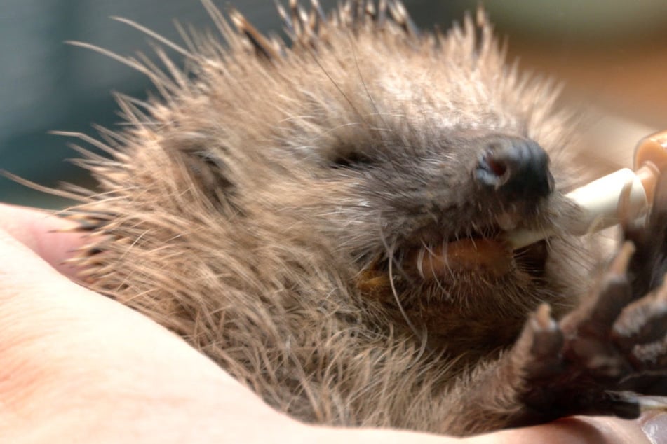 Retter aus Leidenschaft: Hier überleben verletzte und geschwächte Igel im Winter