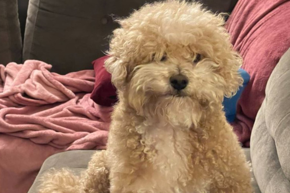 Dog grooming fail delights millions on TikTok: "I couldn't stop laughing"