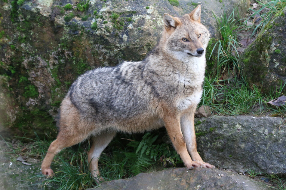 Der Goldschakal ist kleiner als ein Wolf und ähnelt eher dem Fuchs.