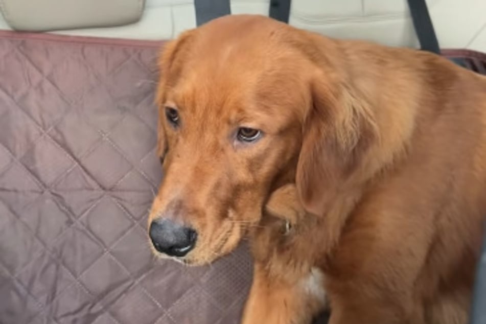 Zlatý retrívr Spencer byl nedávno naštvaný na svou paní.