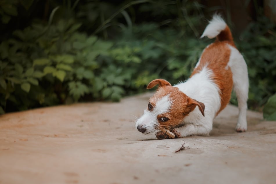 In den meisten Fällen ist die Gebetsstellung beim Hund ungefährlich.