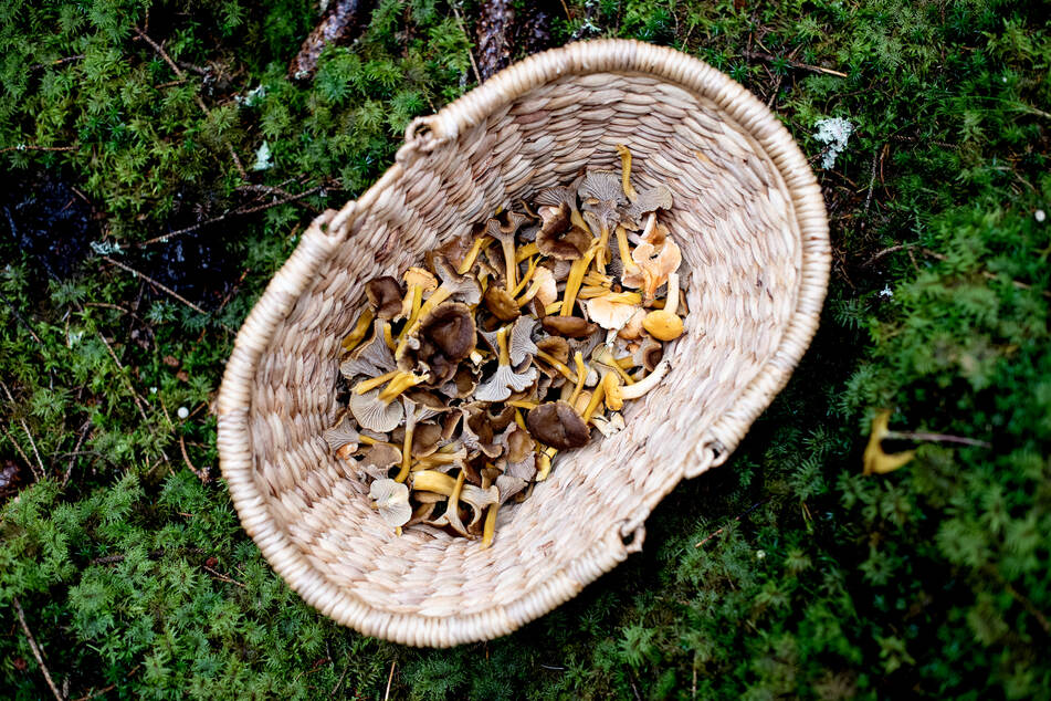 Pilze sammeln ist im Herbst ein beliebter Zeitvertreib - doch ohne das nötige Grundwissen kann es schnell gefährlich werden!
