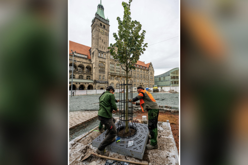Die Silberlinde ist derzeit etwa vier Meter groß. Sie wird noch einige Jahre brauchen, bis sie im Sommer genug Schatten spenden kann.