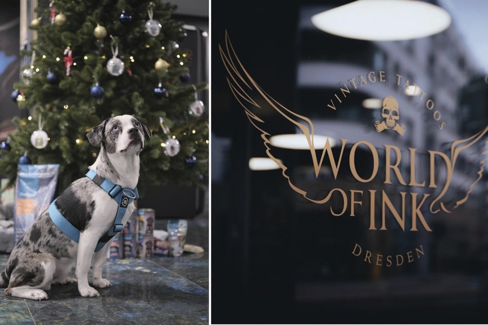 Bereits in der Adventszeit veranstaltete das Studio eine Spendenaktion für das Tierheim.