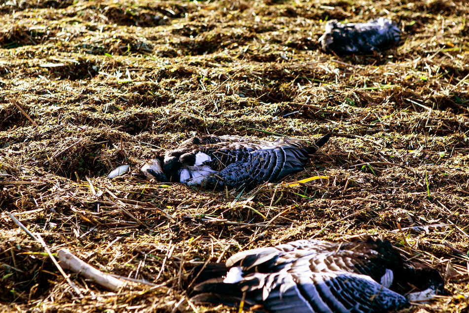 Sperrbezirk eingerichtet: H5N8-Virus auf Hühnerhof nachgewiesen!